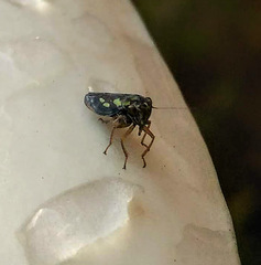 Cicadellidae