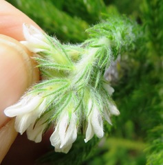 Aspalathus cephalotes cephalotes