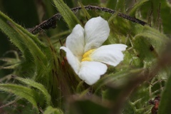 Crabbea angustifolia