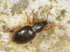 Barypeithes pellucidus