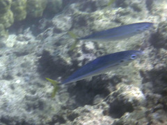 Decapterus macarellus