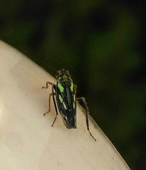 Cicadellidae