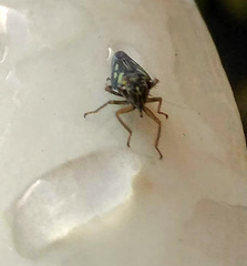 Cicadellidae
