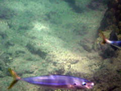 Decapterus macarellus