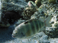 Abudefduf septemfasciatus