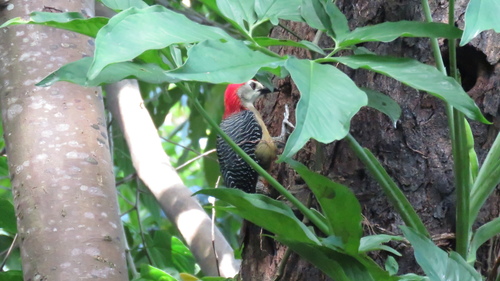 Jamaican Woodpecker (Melanerpes radiolatus), photo 6
