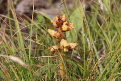 Orobanche alba