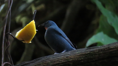 Orangequit (Euneornis campestris), photo 2