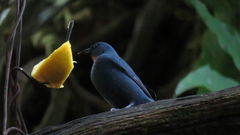 Euneornis campestris