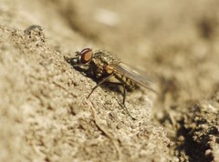 Diptera