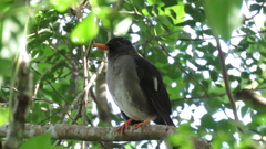 Turdus aurantius