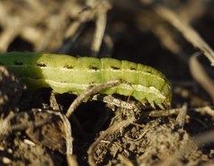Lepidoptera