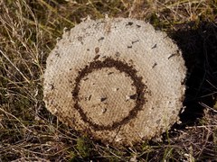 Vespula germanica