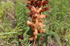 Orobanche alba