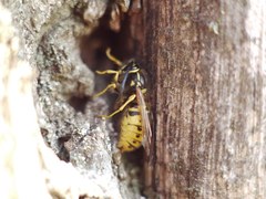 Vespula germanica