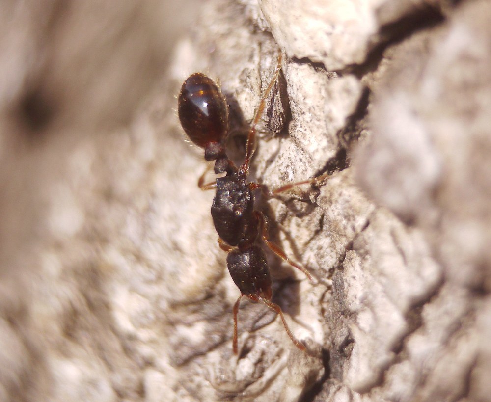 Strongylognathus huberi