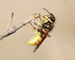 Vespula germanica