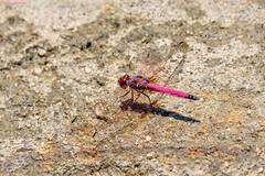 Trithemis persephone