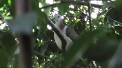 Leptotila jamaicensis