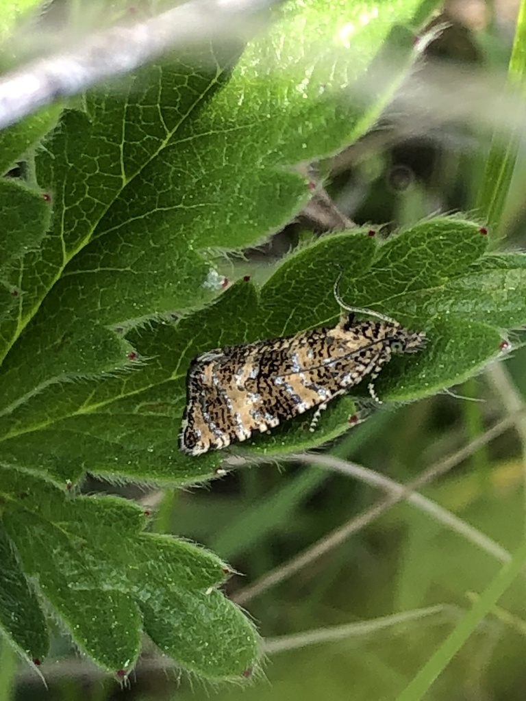 Olethreutes galaxana