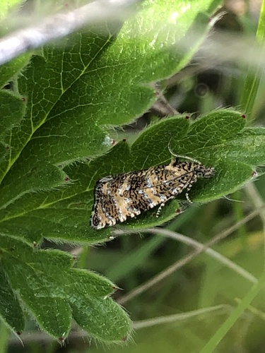 Olethreutes galaxana