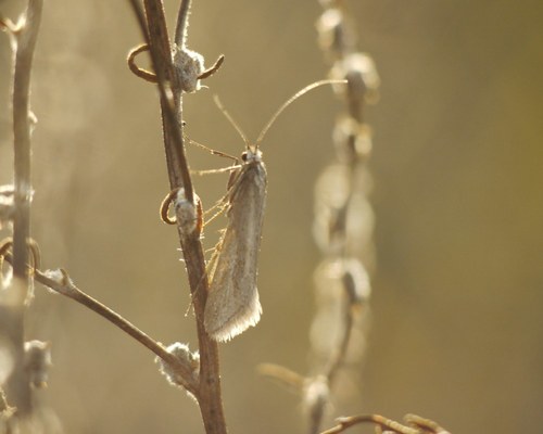 Deuterotinea casanella (Eversmann, 1844)
