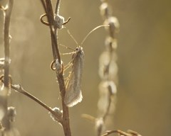 Deuterotinea casanella