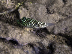 Canthigaster jactator