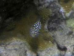Canthigaster jactator
