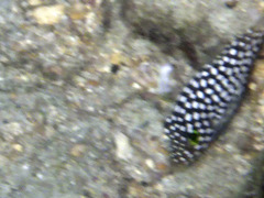 Canthigaster jactator