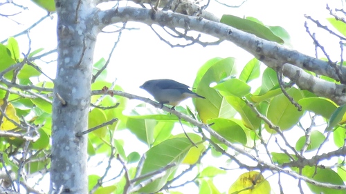 Jamaican Euphonia (Euphonia jamaica), photo 4
