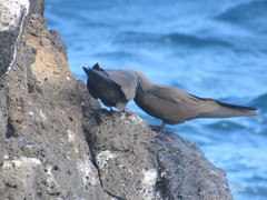 Anous stolidus galapagensis