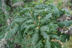 Quercus orocantabrica