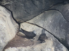 Anous stolidus galapagensis