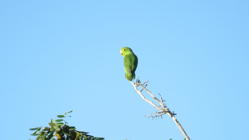 Green-rumped Parrotlet