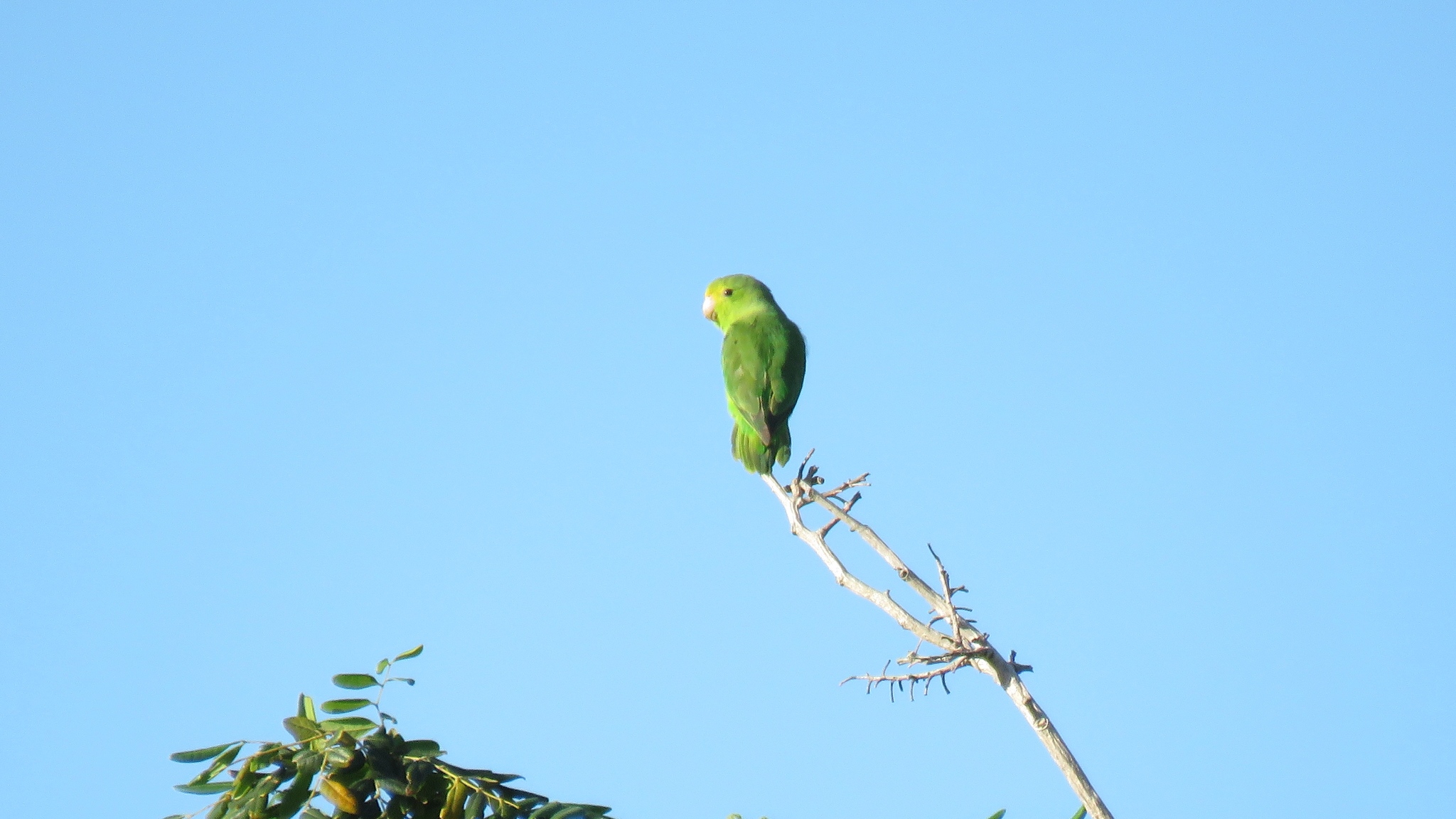 Green-rumped Parrotlet illustration