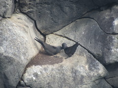 Anous stolidus galapagensis