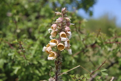 Digitalis lanata