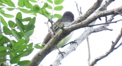 Myiarchus stolidus