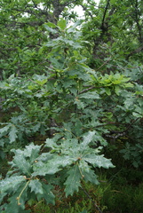 Quercus orocantabrica
