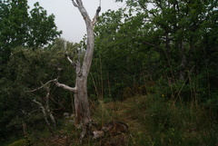 Quercus orocantabrica