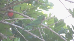 Eupsittula nana nana