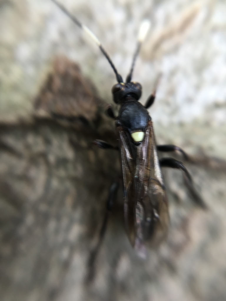 Cratichneumon sicarius