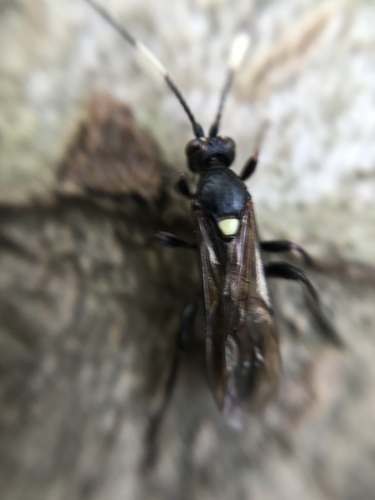 Cratichneumon sicarius