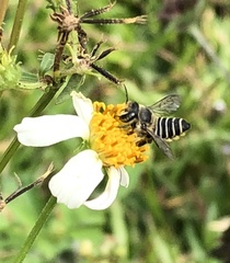 Megachile igniscopata