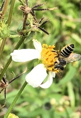 Megachile igniscopata