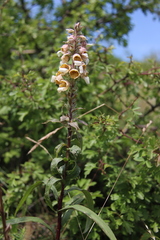 Digitalis lanata