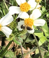 Megachile igniscopata