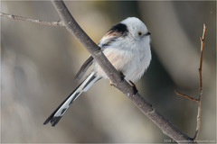 Aegithalos caudatus caudatus