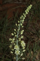 Eriospermum cooperi